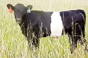 Fun'N Frolic - Dipsy x Fun and Games - 2008 Heifer - u_3498