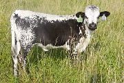 Harmony Calf 2008 - Harmony x Over Kill - 2008 Heifer - u_3598