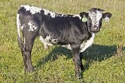 Noodle Tycoon - Boloof x Tycoon - 2008 Bull - u_4712