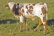 Win City Calf 2008 - Win City x Tempter - 2008 Bull Calf - u_4720