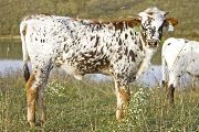 u_5377_s.jpg - Mark Maker x Killian - 2008 Heifer