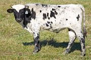 Tempting Talon - Mulan x Tempter - 2008 Bull Calf - u_5715