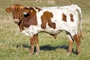 Screw Loose - Field Dandy x Over Kill - 2008 Bull - u_5722
