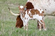 Double Fast - Gizette x Super Fast - 2009 Heifer - v_0594
