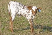 Mighty Shiney - Shine All Over x Over Kill - 2009 Heifer - v_0635