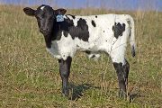Cyber Field Calf 2009 - Cyber Field x Over Kill - 2009 Bull - v_0641