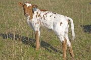 Sweet Fugue - Fugue x Super Fast - 2009 Heifer - v_0643