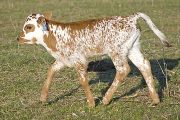 Fast Focus - Jay Jay x Super Fast - 2009 Heifer - v_0664