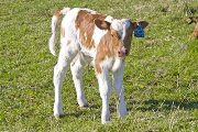 Tempting Roses Calf 2009 - Tempting Roses x Super Fast - 2009 Bull - v_0776