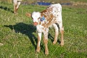 Unlapped Calf 2009 - Unlapped x Shy Streaker - 2009 Bull - v_0787