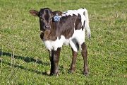 Looney Tunes Calf 2009 - Looney Tunes x Winning Sky - 2009 Bull - v_0791