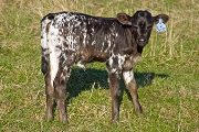 Gizmo's Girl - Giz Over x Juma - 2009 Heifer - v_0799