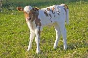 Fast Temptation - Sam's Temptation x Super Fast - 2009 Heifer - v_0816