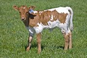 Fast Fire - Not Lethal x Super Fast - 2009 Heifer - v_0833