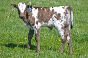 Quiet Quake - Prostey Tot x Tempter - 2009 Bull - v_0835