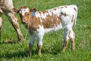 Fast Forward - Paprika x Super Fast - 2009 Heifer - v_0840