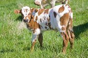 Sams Halo Calf 2009 - Sams Halo x Victory Lap - 2009 Bull - v_0847