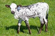 Jasmine Rose - Kookachoo x Over Kill - 2009 Heifer - v_0848