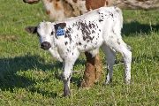 v_0898_s.jpg - Mark Maker x Winning Sky - 2009 Heifer