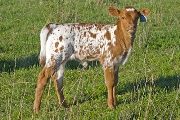 Super Damme - Grand Damme x Super Fast - 2009 Heifer - v_0913