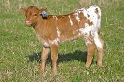 Jamacus - Fracas x Juma - 2009 Heifer - v_0988