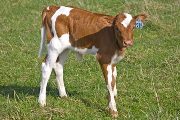 Tempting Jam - Rose Jam x Tempter - 2009 Heifer - v_0989