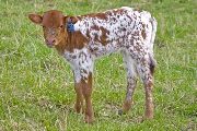Jest Teu Win - Jest Over x Winning Sky - 2009 Heifer - v_1011