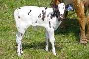 Just Score Calf 2009 - Just Score x Super Fast - 2009 Heifer - v_1031
