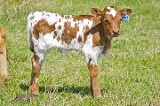 Paint Ball Calf 2009 - Paint Ball x Super Fast - 2009 Bull - v_1033