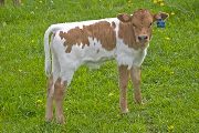 Raffle Drawn Calf 2009 - Raffle Drawn x Super Fast - 2009 Bull - v_1088