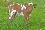 Shadow Of A Rose Calf 2009 - Shadow Of A Rose x Tempter - 2009 Bull - v_1101