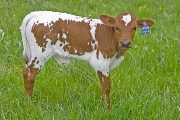 Winning Blade Calf 2009 - Winning Blade x Over Kill - 2009 Bull - v_1110