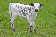 v_1112_s.jpg - Mark Maker x Winning Sky - 2009 Heifer