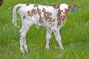 Fast Wind - Windmill x Super Fast - 2009 Heifer - v_1120