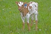 Yea! Faster - Yea! Victory x Super Fast - 2009 Heifer - v_1123