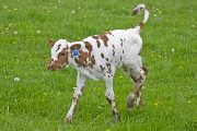Hickory Jack - High Hickory x Tempter - 2009 Bull - v_1125