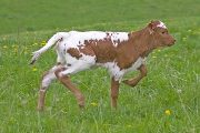Tempters Senateu - Senachoo x Tempter - 2009 Heifer - v_1136