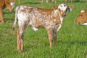 Fast Focus - Jay Jay x Super Fast - 2009 Heifer - v_1210