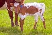 Tempters Senateu - Senachoo x Tempter - 2009 Heifer - v_1378