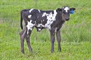 Bond - Boloof x Tempter - 2009 Bull - v_1421