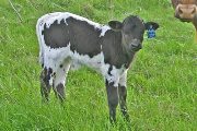Shadow Slush Calf 2009 - Shadow Slush x Noble Knight - 2009 Bull - v_1462_calf