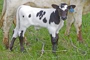 Special Mark Calf 2009 - Special Mark x Noble Knight - 2009 Calf - v_1480