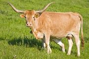 Delta Fawn - I-240771 - v_1510