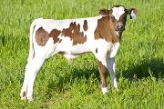 Aurora Calf 2009 - Aurora x Super Fast - 2009 Bull - v_1547