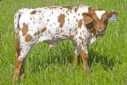 A Dozen Red Roses Calf 2009 - A Dozen Red Roses x Over Kill - 2009 Bull - v_1565