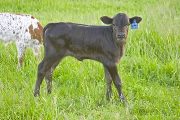 Reneger - Winning Face x Drag Iron - 2009 Heifer - v_1658