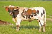 v_1665_s.jpg - Sequoia Mark x Win Win - 2008 Bull