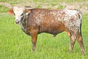 Joe The Plumber - Shot of Victory x Victory Lap - 2008 Bull - v_1710