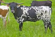 Rani - Jade x Killian - 2008 Heifer - v_1783