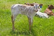 Jerk Water Calf 2009 - Jerk Water x Drag Iron - 2009 Heifer - v_1878